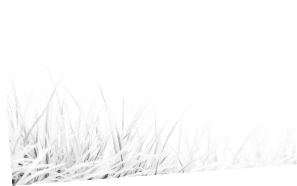 Grass decoration