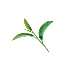 Green tea leaf
