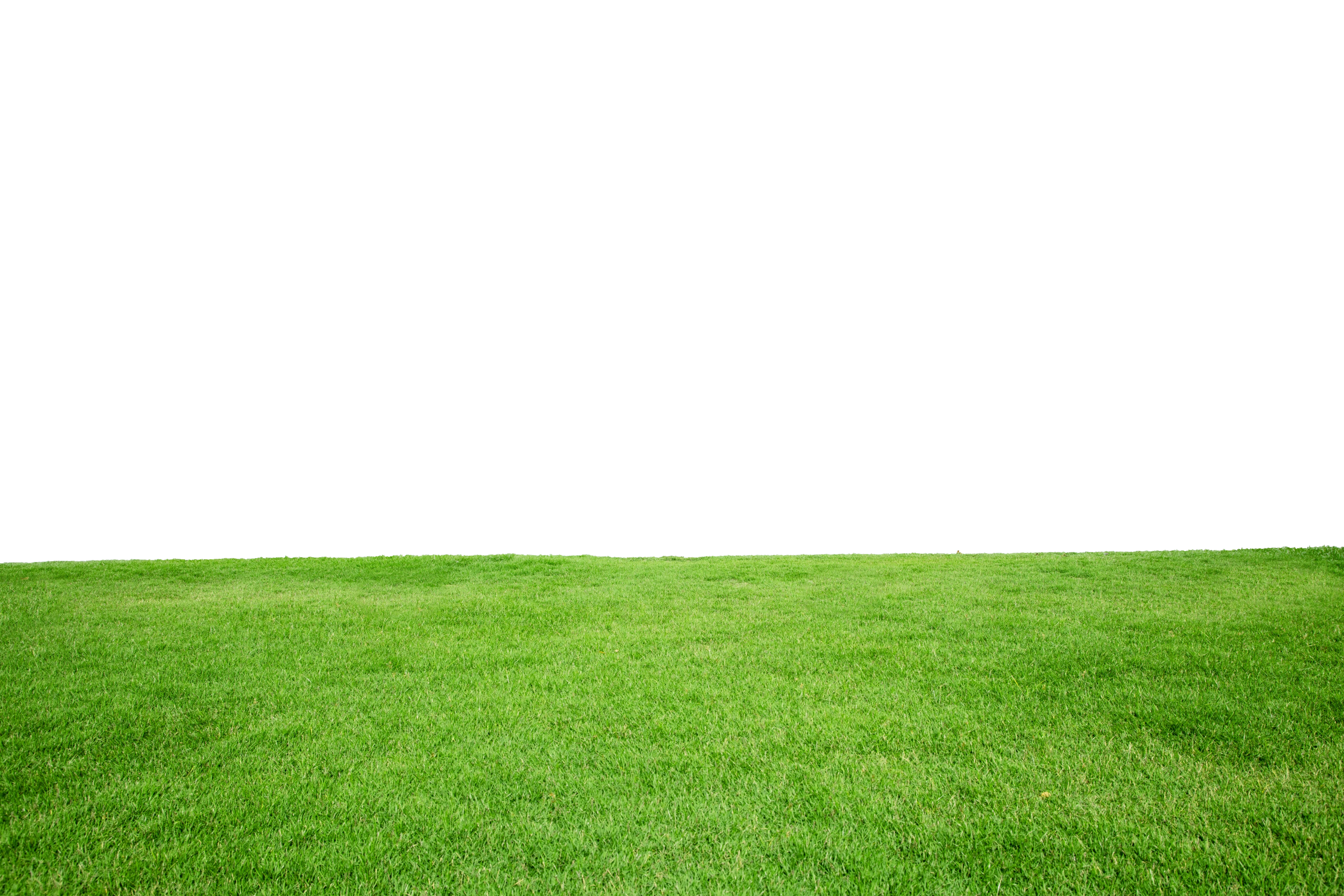 Green grass texture