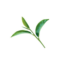 Green tea leaf